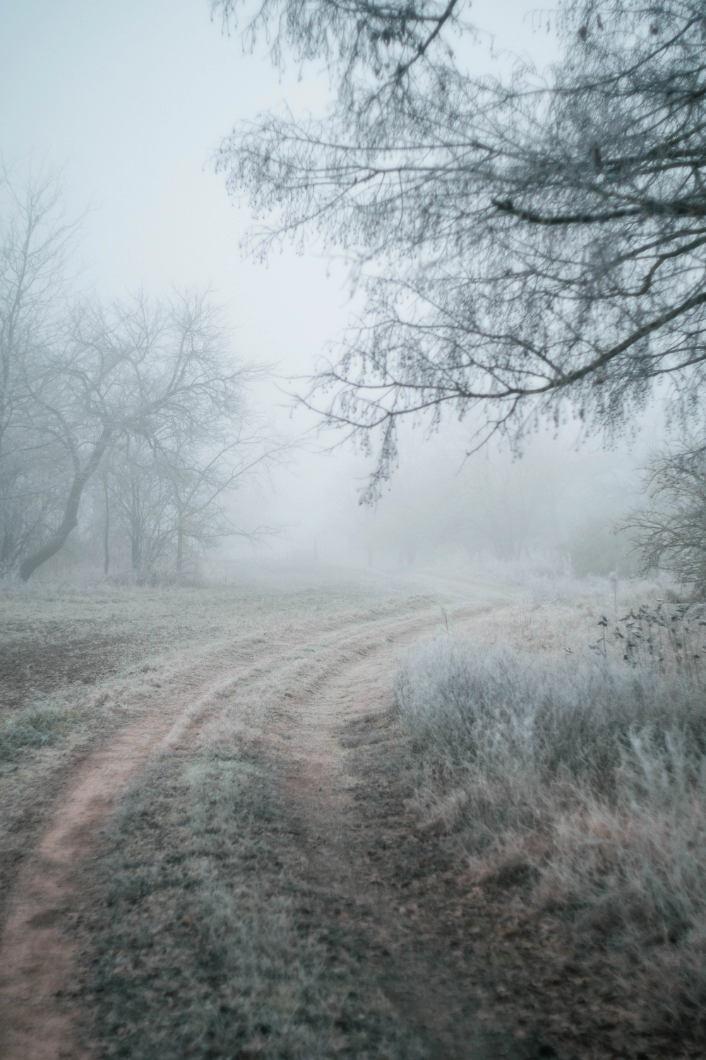 pexels-csankovszki-tibor-19562160 Stars - alexander-andrews-unsplash