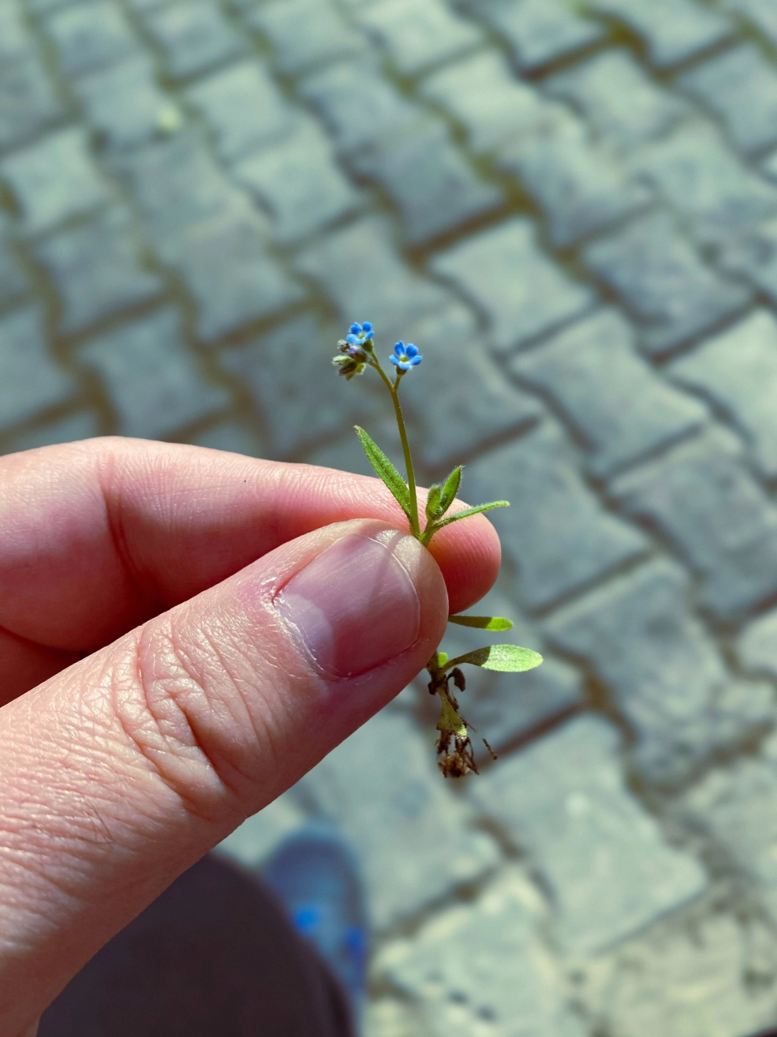 pexels-ersin-izan-19574376 Stars - alexander-andrews-unsplash