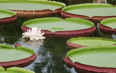 Amazon Water Lily