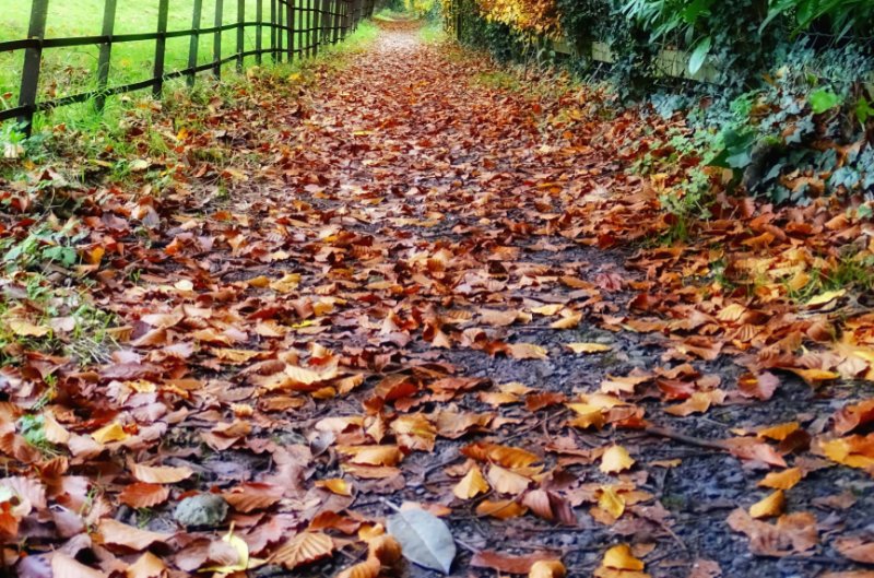 Autumn leaves - belinda-fewings-unsplash
