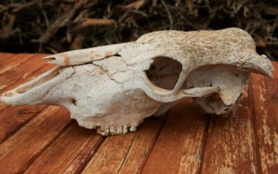 World of Terror and Fear