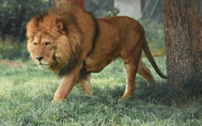 Proverbs 28:1 – Bold as a lion