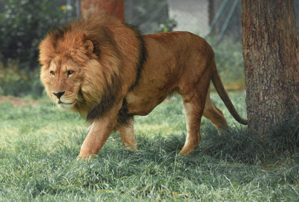 Lion - francesco-ZxNKxnR32Ng-unsplash