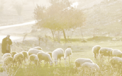 Psalm 23:6 – Goodness and mercy