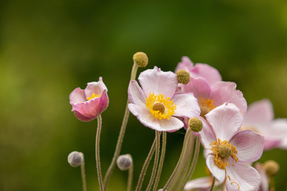 Pure in heart - pexels-forhad-hossain