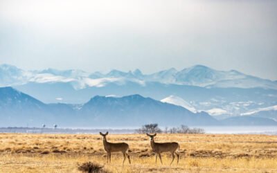 Psalm 42:1-3 – As the deer pants for streams of water